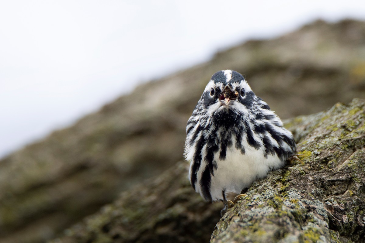 Black-and-white Warbler - ML634960387