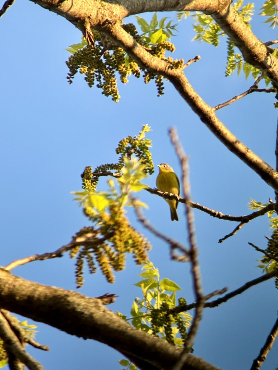 Nashville Warbler - ML634960421