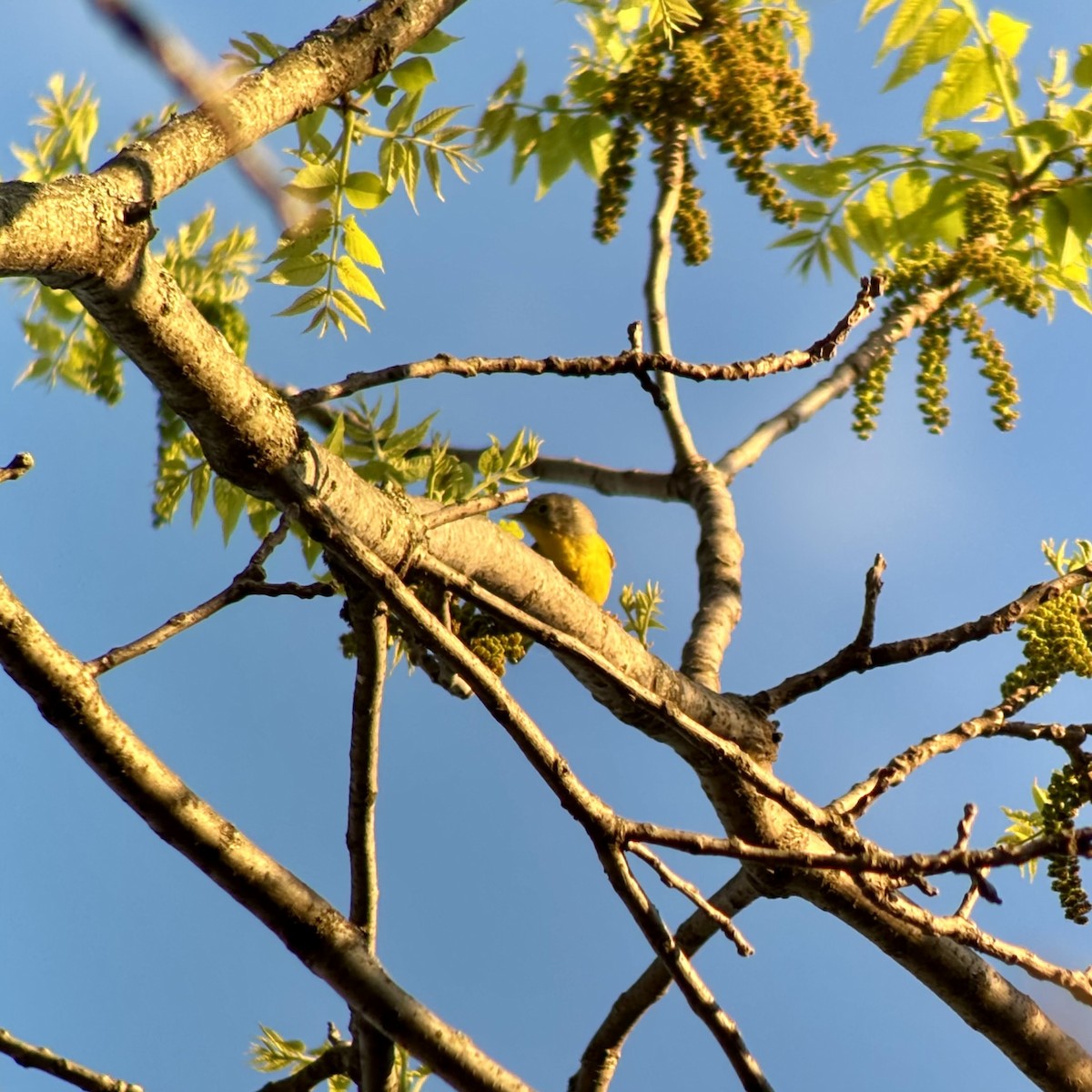 Nashville Warbler - ML634960422