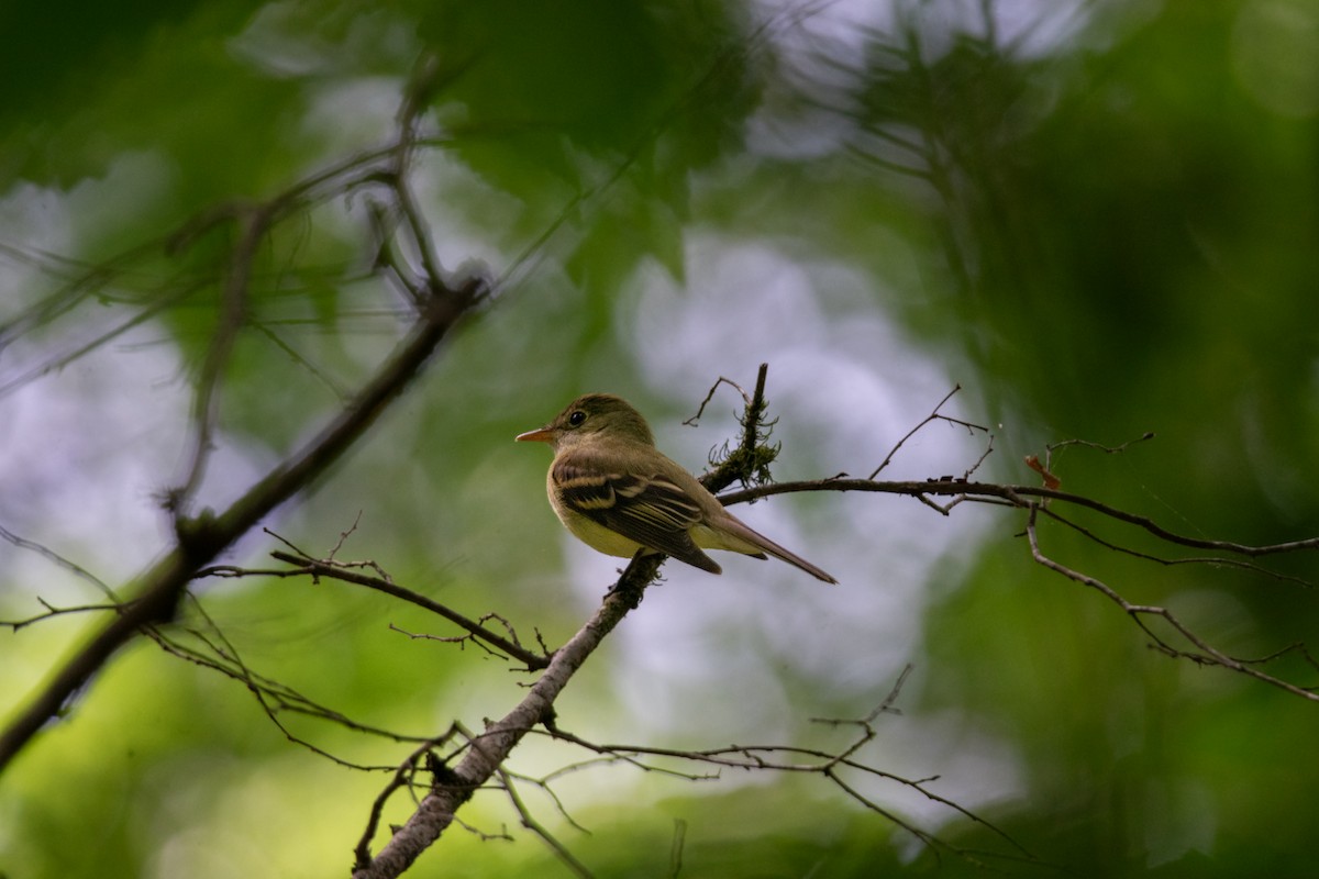 Acadian Flycatcher - ML634960427