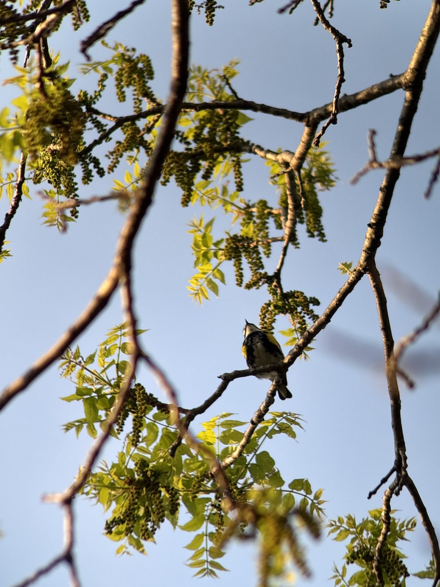 Yellow-rumped Warbler - ML634960442