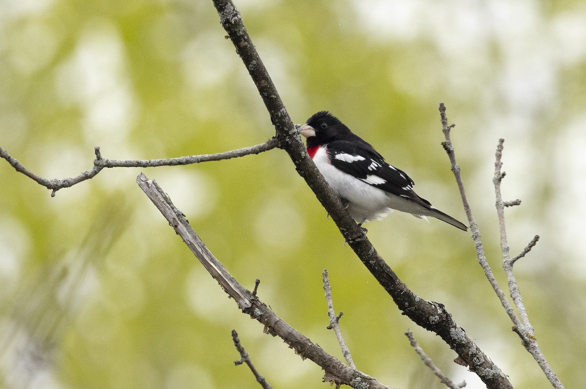 Rose-breasted Grosbeak - ML634960465