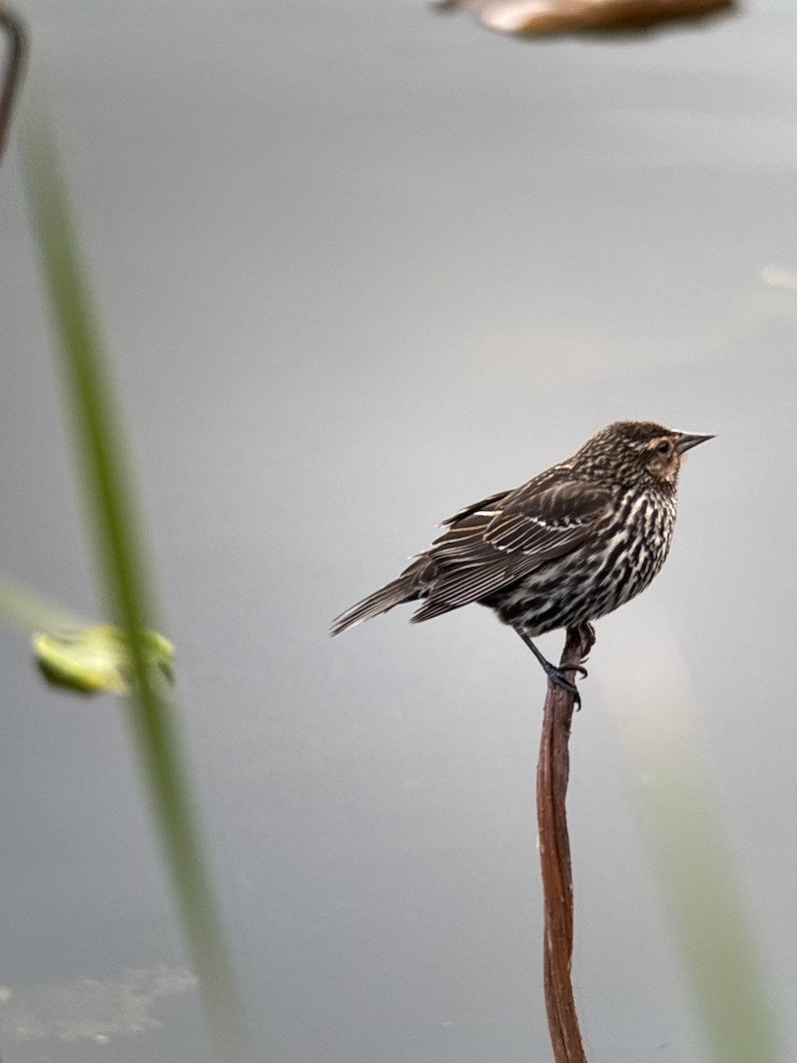 Red-winged Blackbird - ML634960476