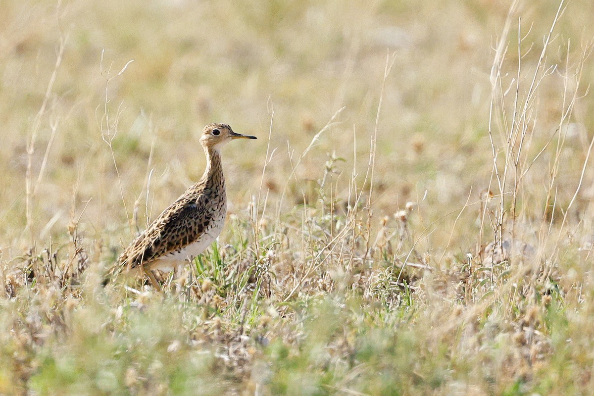 Upland Sandpiper - ML634960531