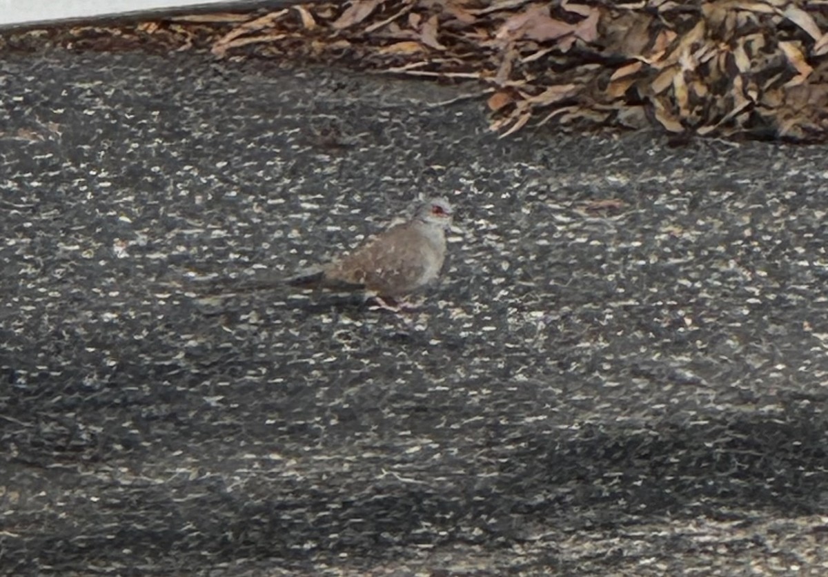 Diamond Dove - ML634960609