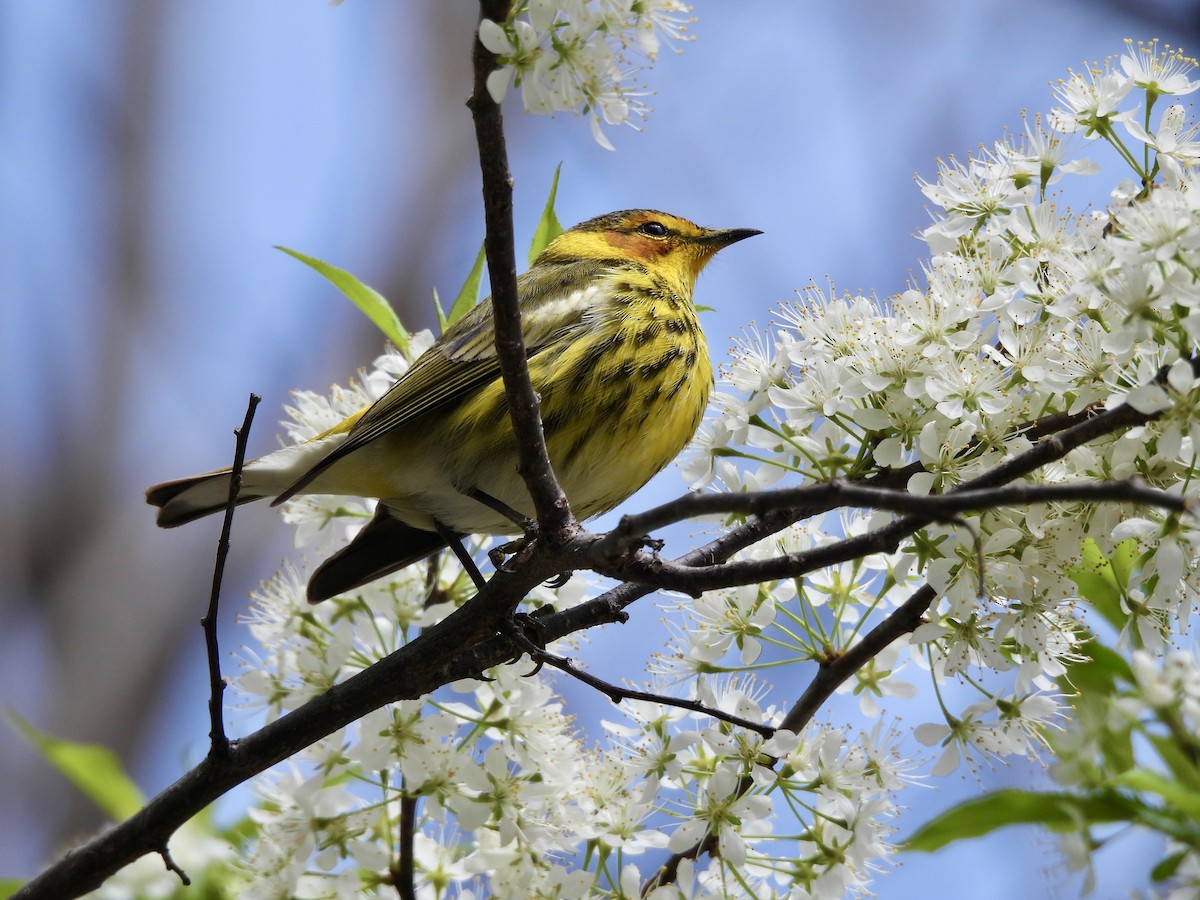 Cape May Warbler - ML634960654
