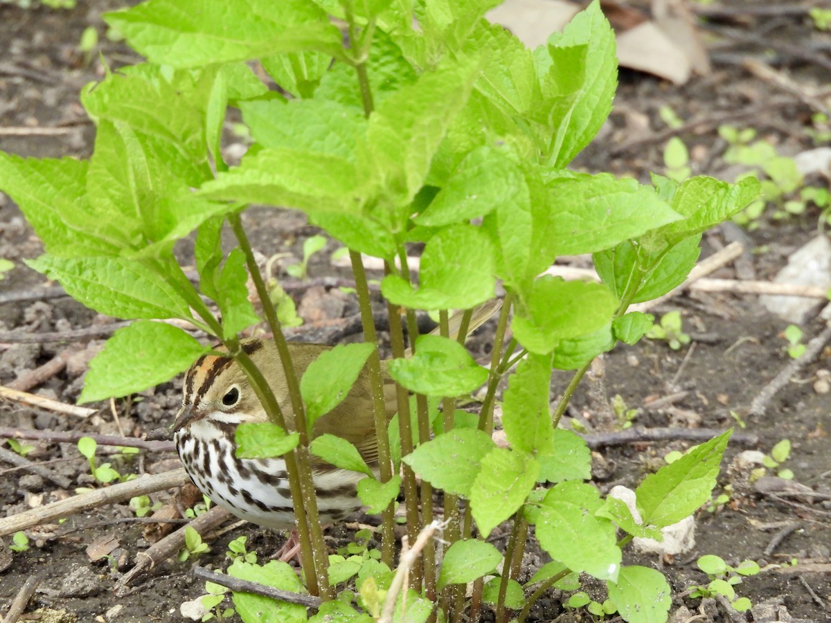 Ovenbird - ML634960664