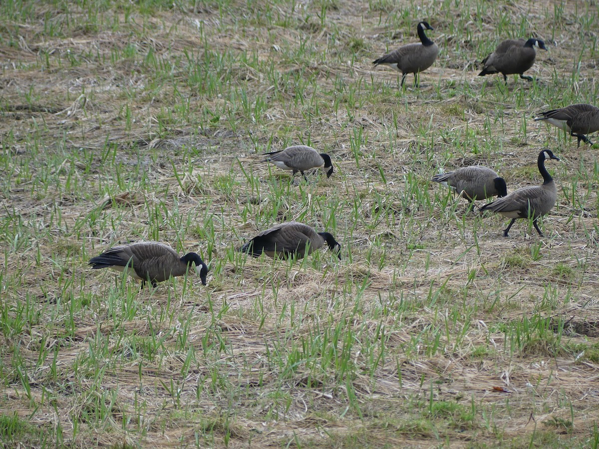 Canada Goose (canadensis Group) - ML634960678