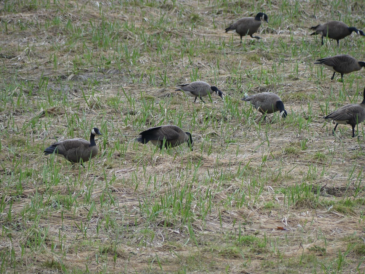 Canada Goose (canadensis Group) - ML634960679