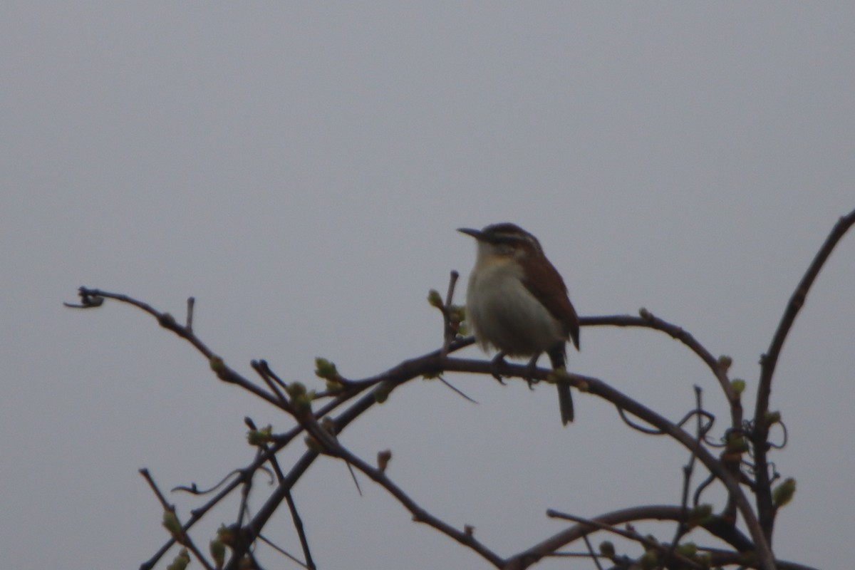 Carolina Wren - ML634960802