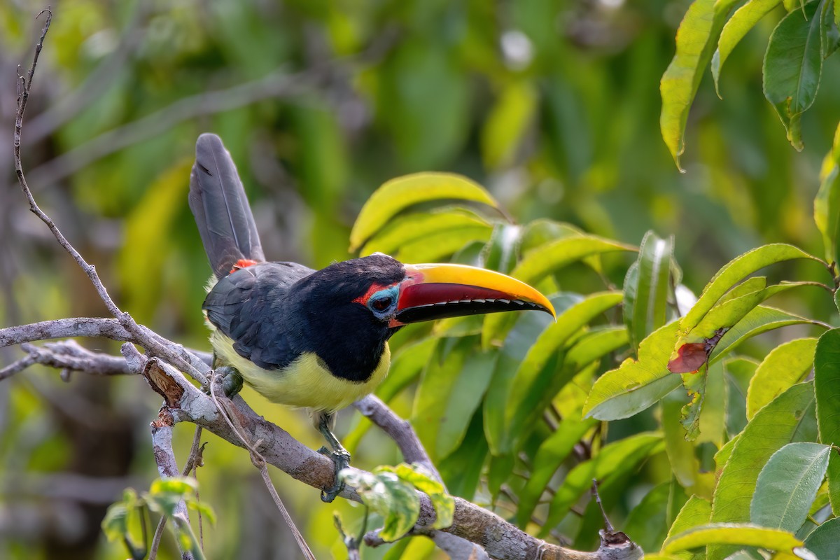Green Aracari - ML634960904