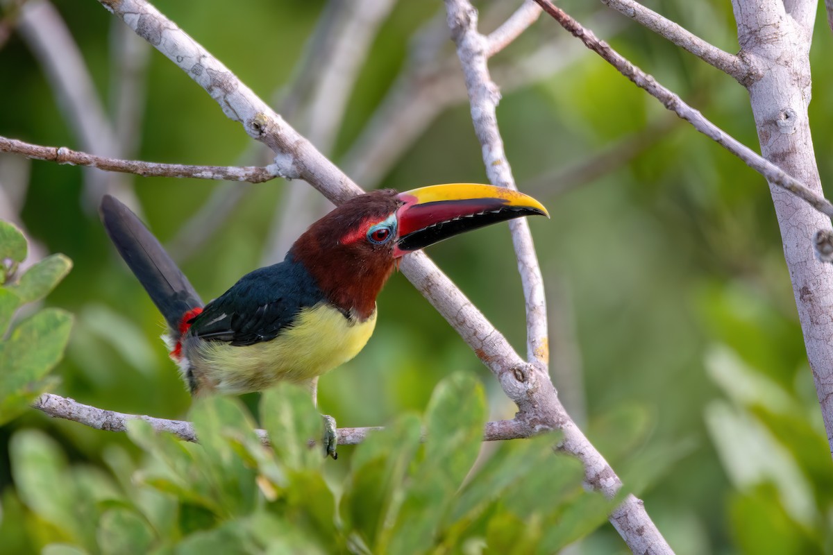 Green Aracari - ML634960906