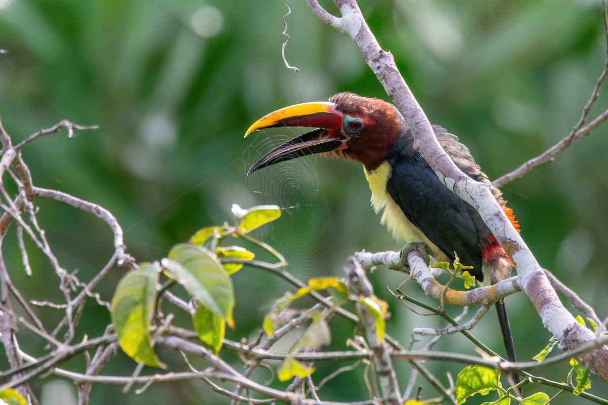 Green Aracari - ML634960908