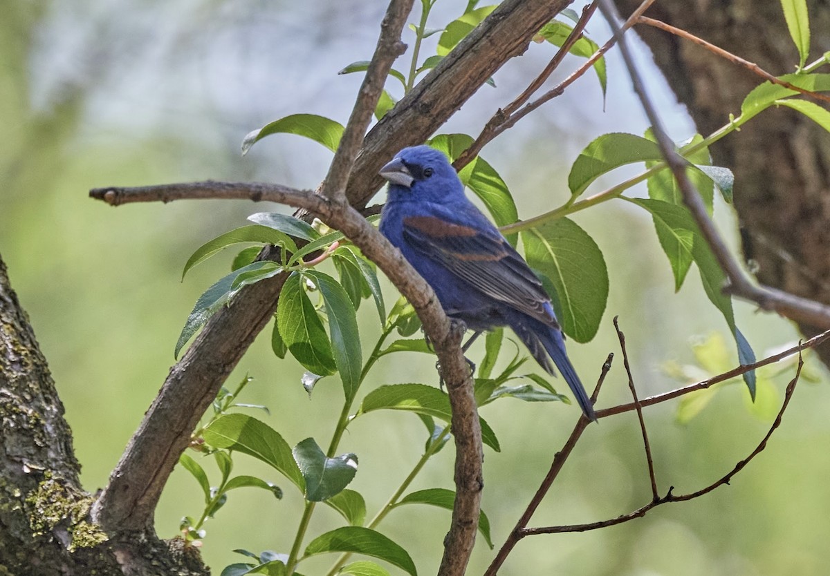 Blue Grosbeak - ML634961197