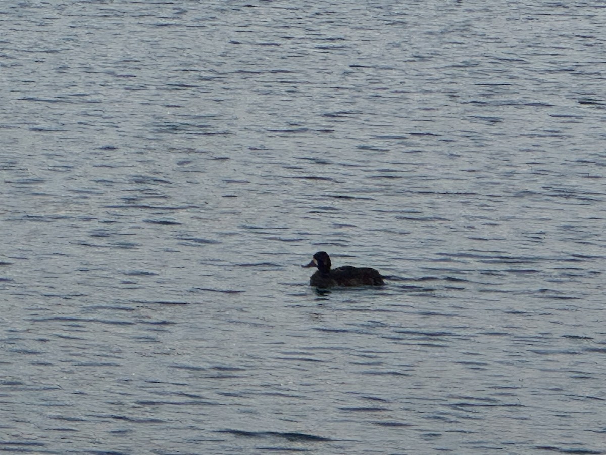 Lesser Scaup - ML634961227