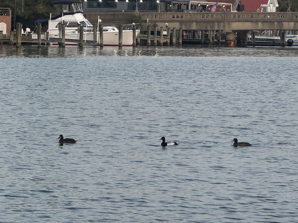 Lesser Scaup - ML634961228