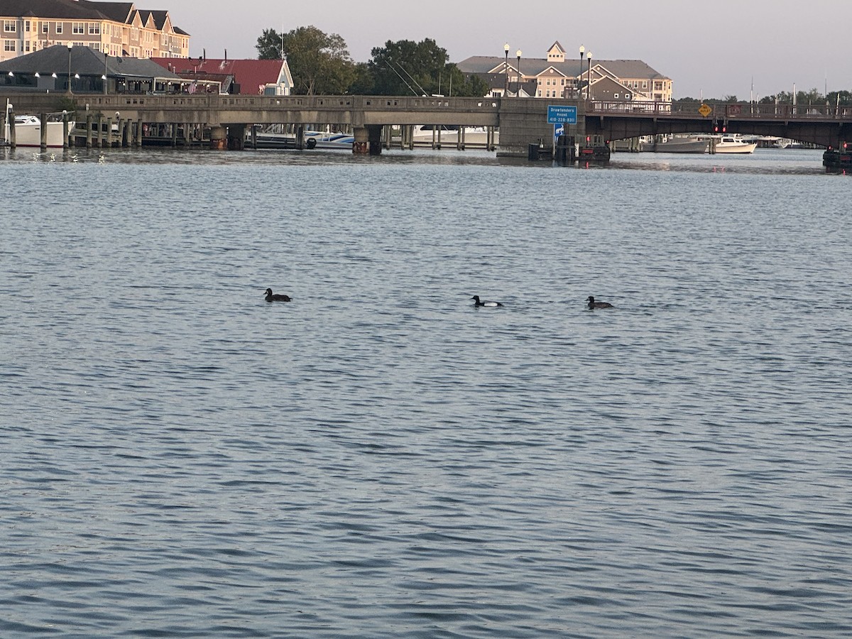 Lesser Scaup - ML634961229