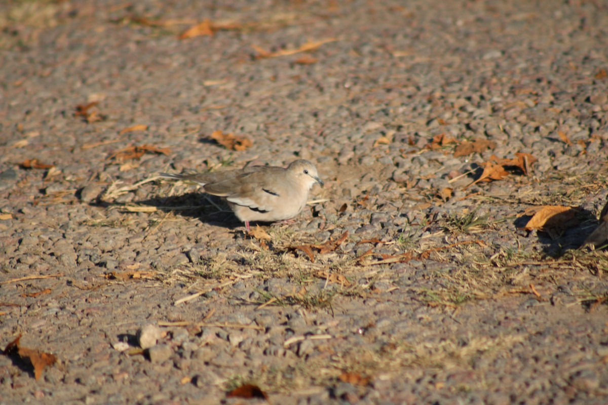 Picui Ground Dove - ML634961307