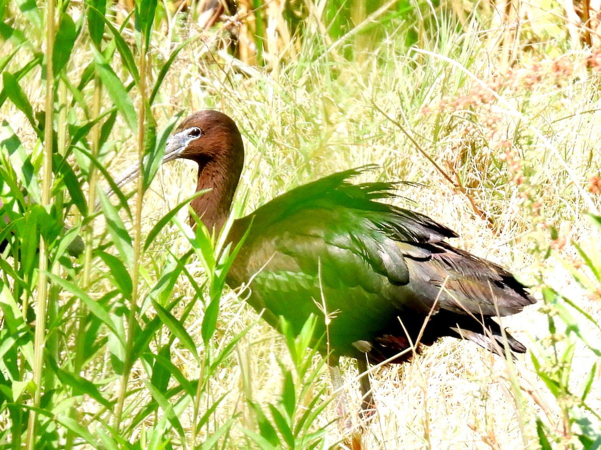 Гялаан билүүс - ML634961324