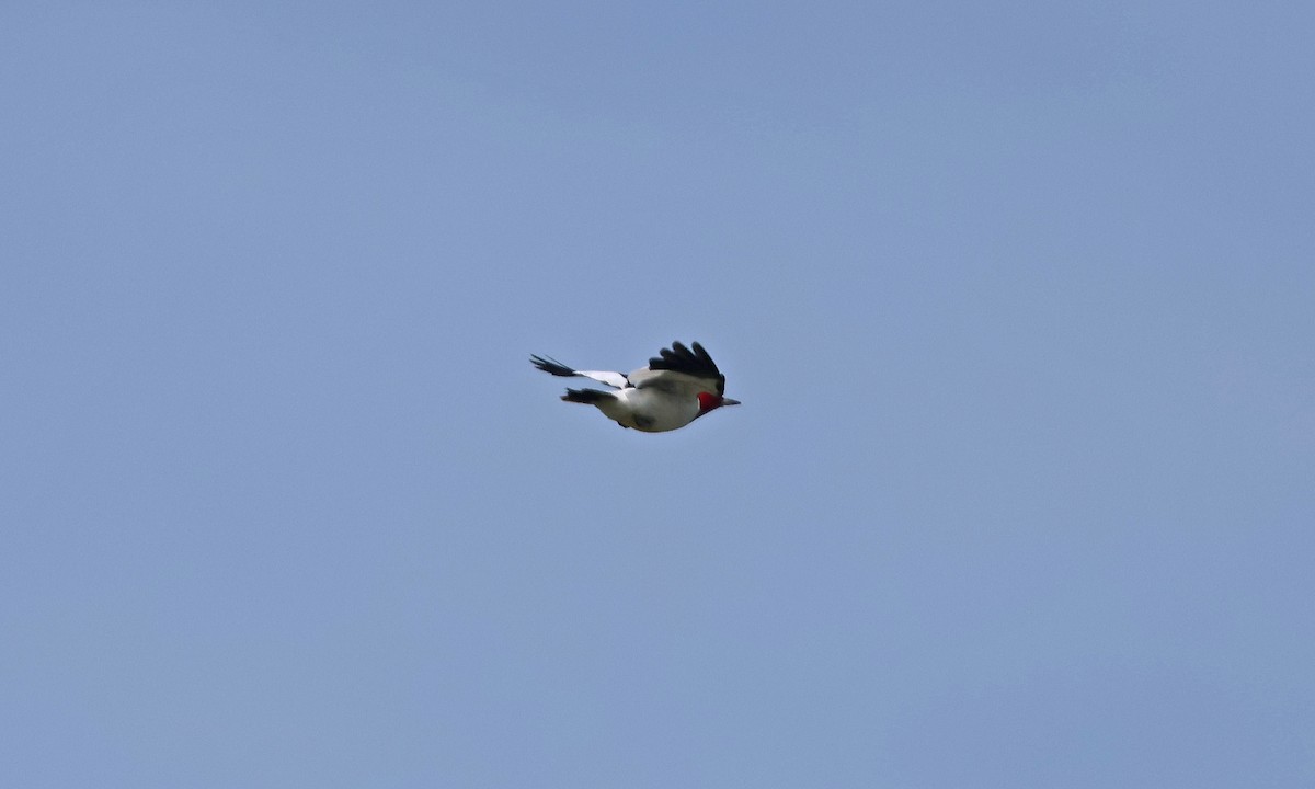 rødhodespett - ML634961341