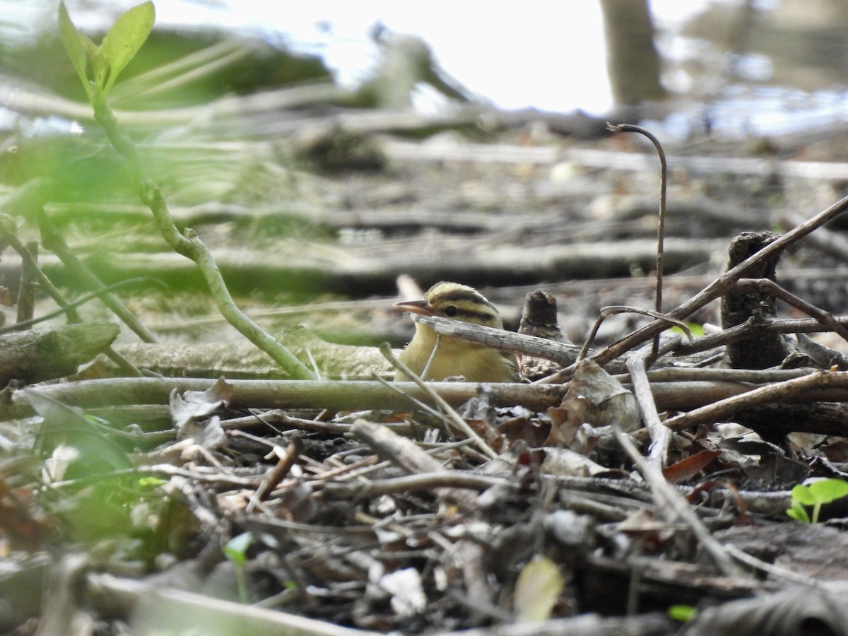 Worm-eating Warbler - ML634961342