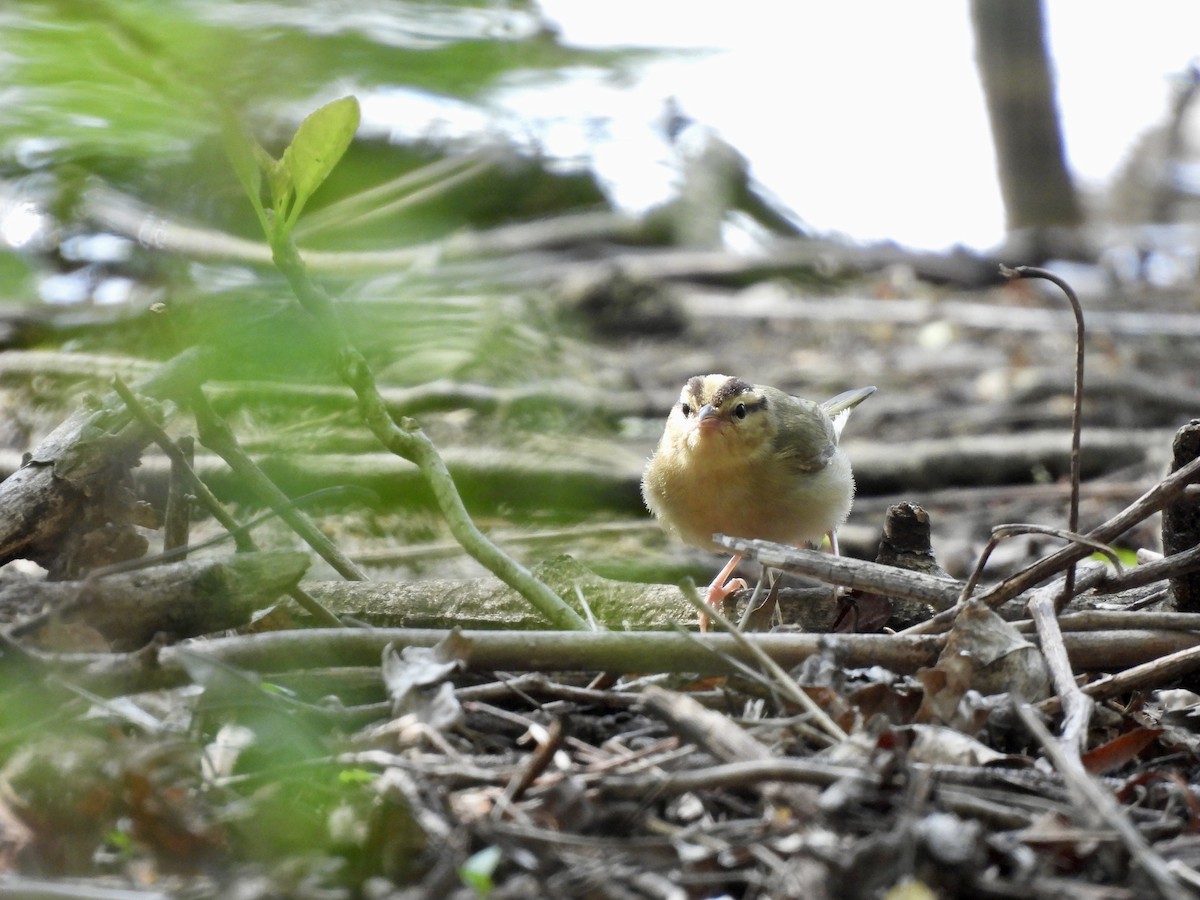 Worm-eating Warbler - ML634961343