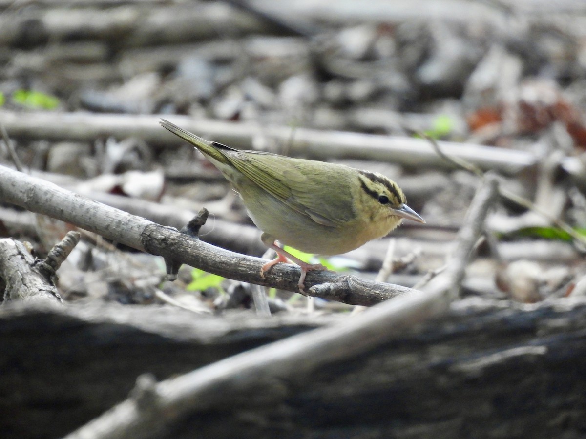 Worm-eating Warbler - ML634961344