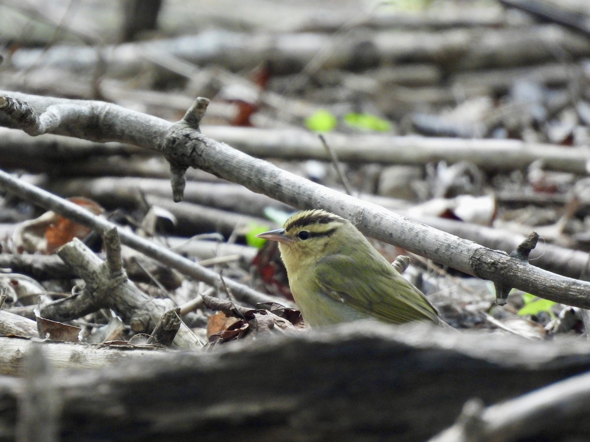Worm-eating Warbler - ML634961345
