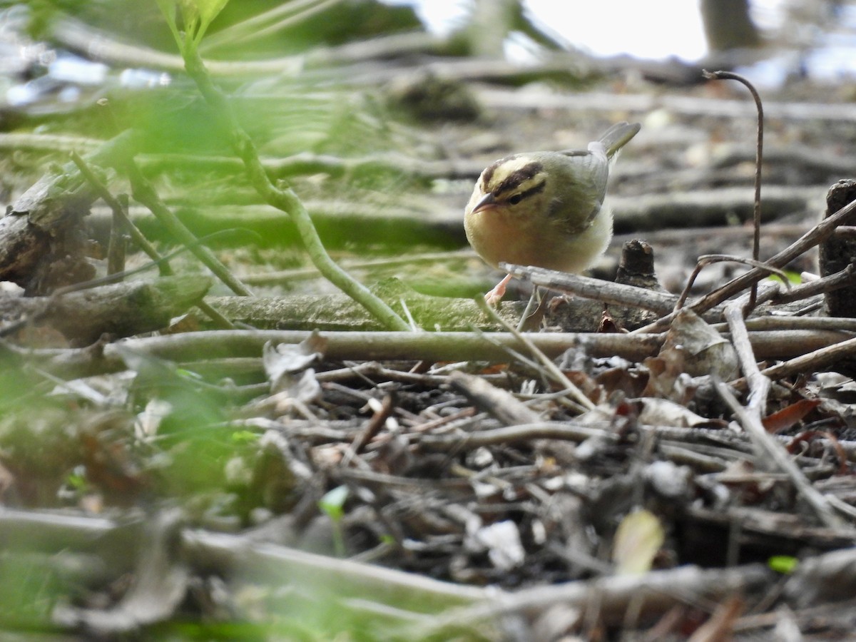 Worm-eating Warbler - ML634961347