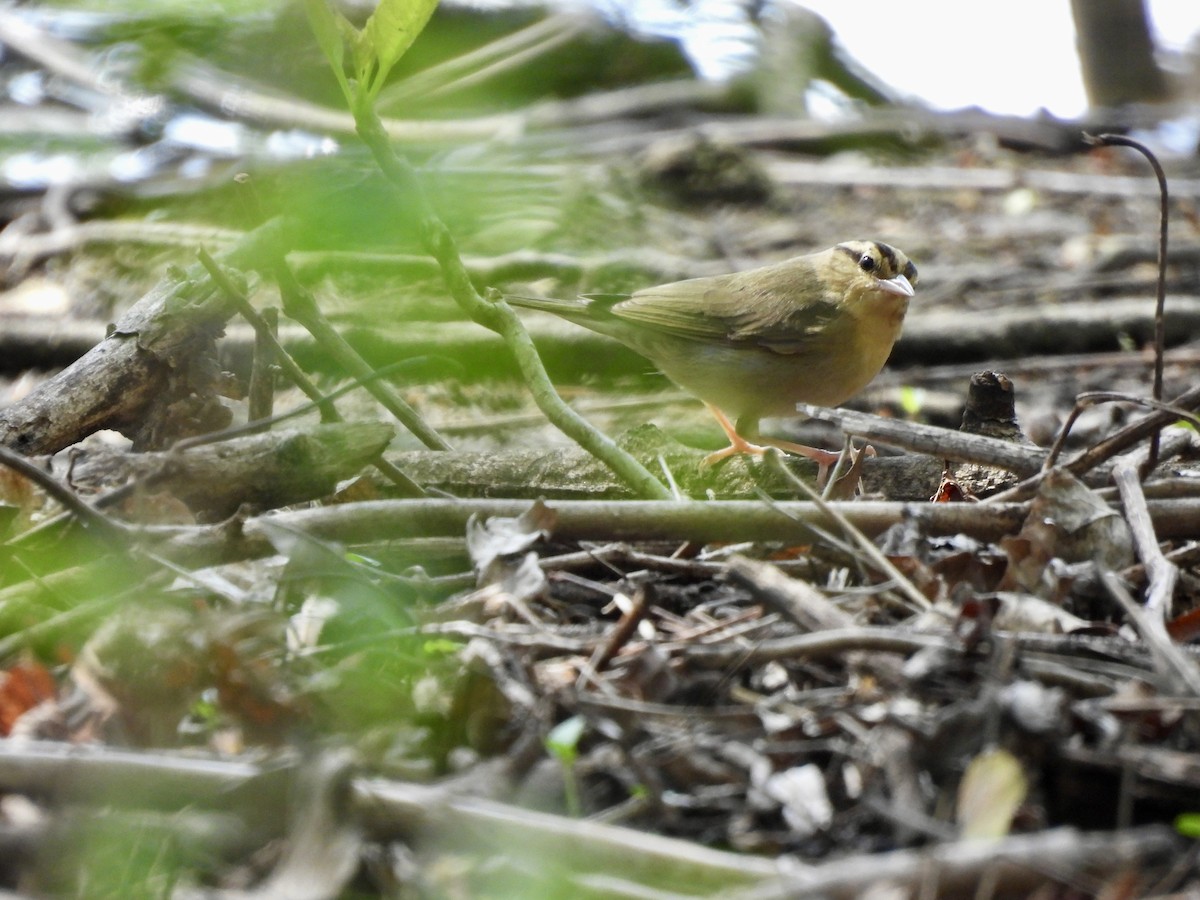 Worm-eating Warbler - ML634961348