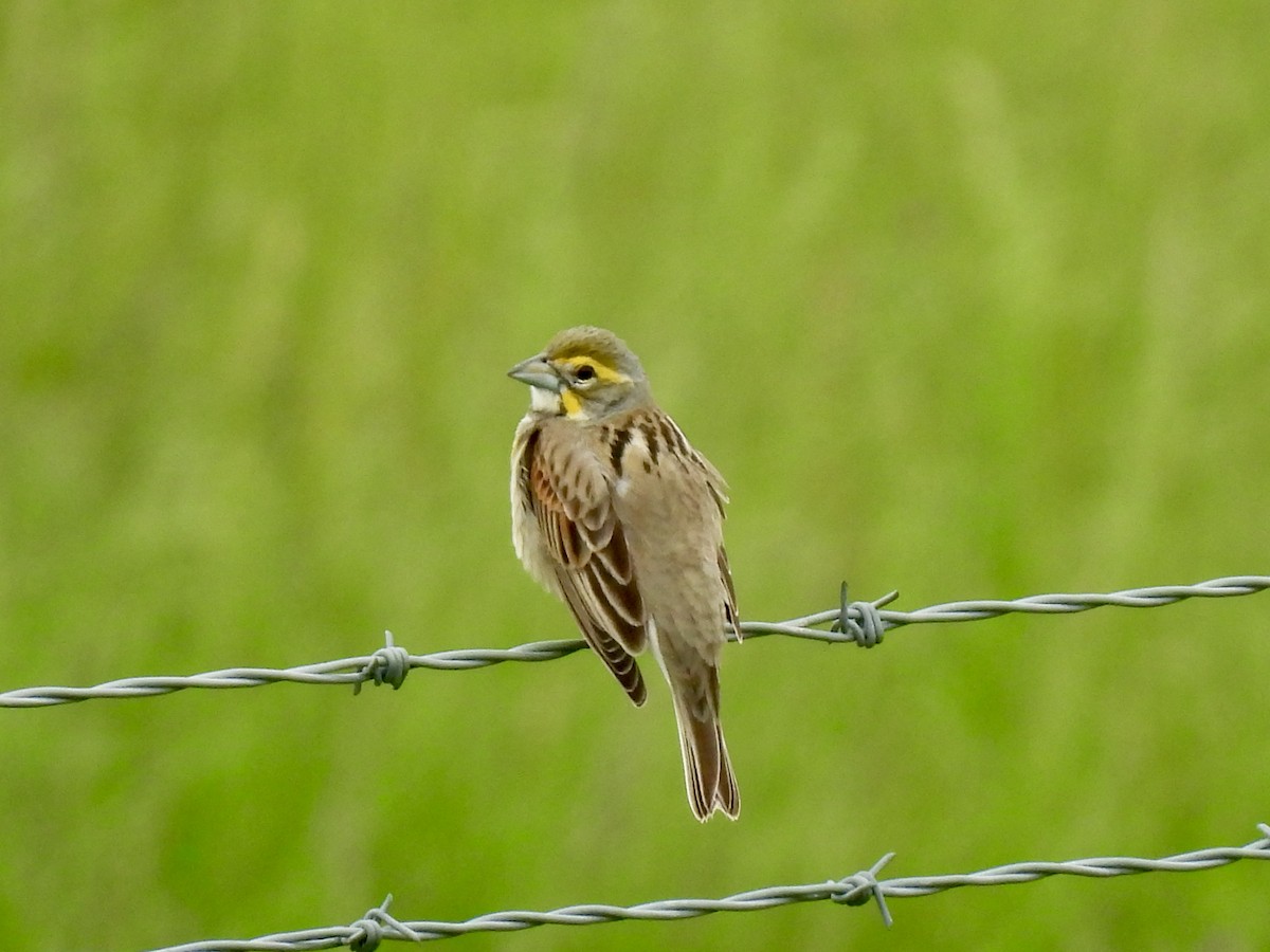 Dickcissel - ML634961381