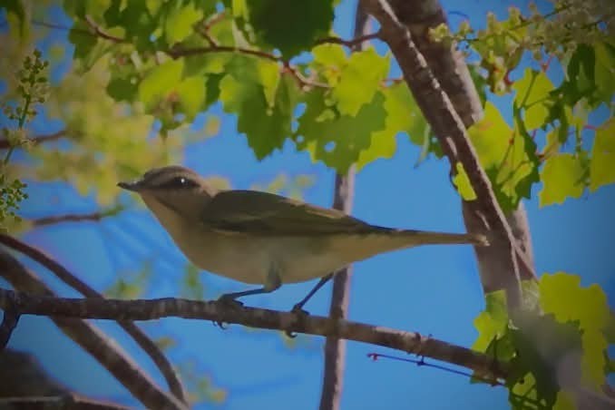 Black-whiskered Vireo - ML634961497