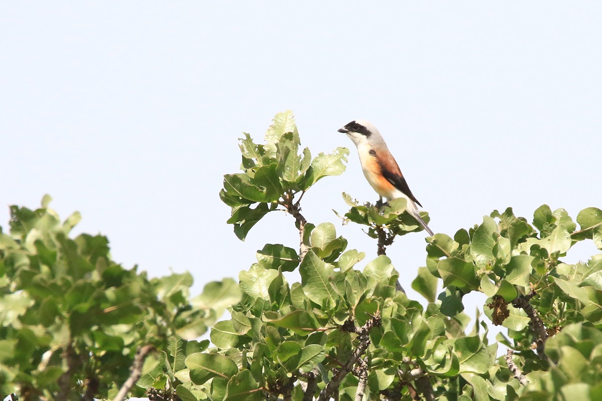 Bay-backed Shrike - ML634961504
