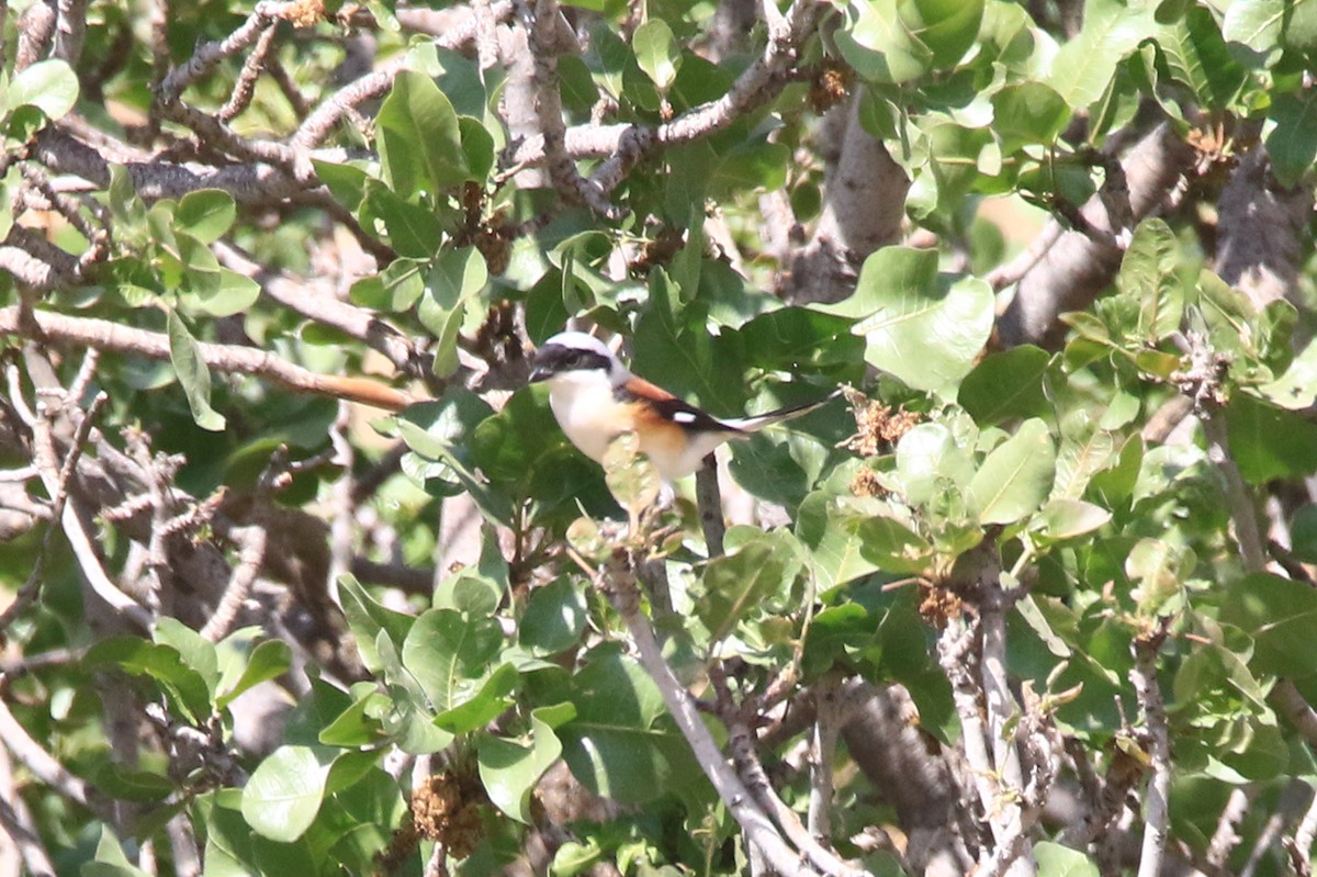 Bay-backed Shrike - ML634961505