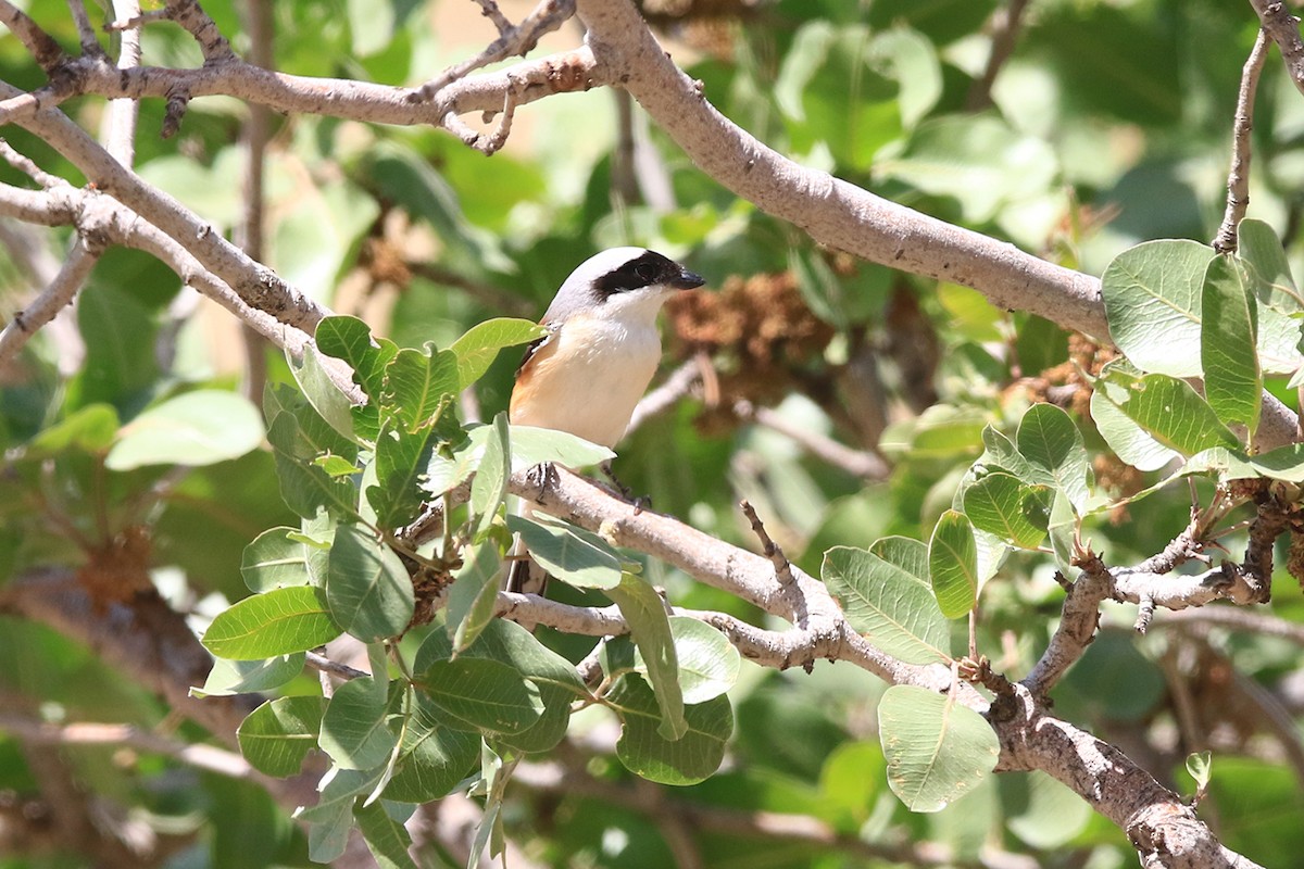 Bay-backed Shrike - ML634961507