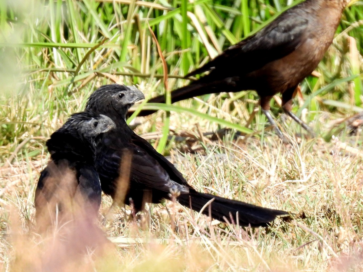 Groove-billed Ani - ML634961631