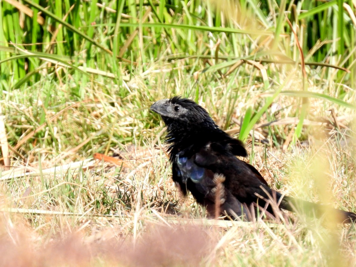 Groove-billed Ani - ML634961638