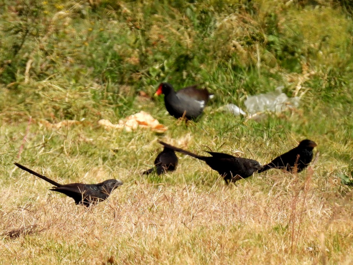 Groove-billed Ani - ML634961648