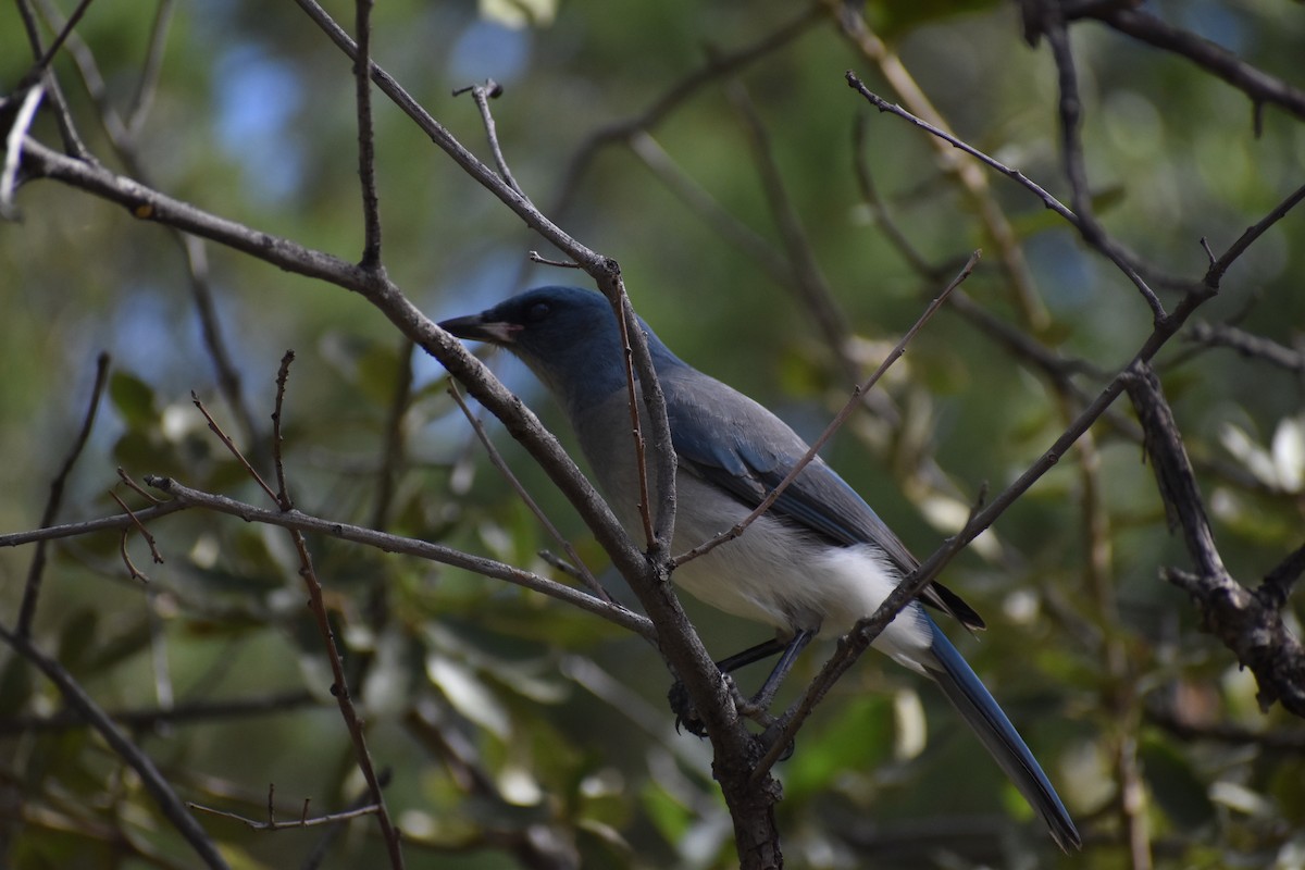 Mexican Jay - ML634961719