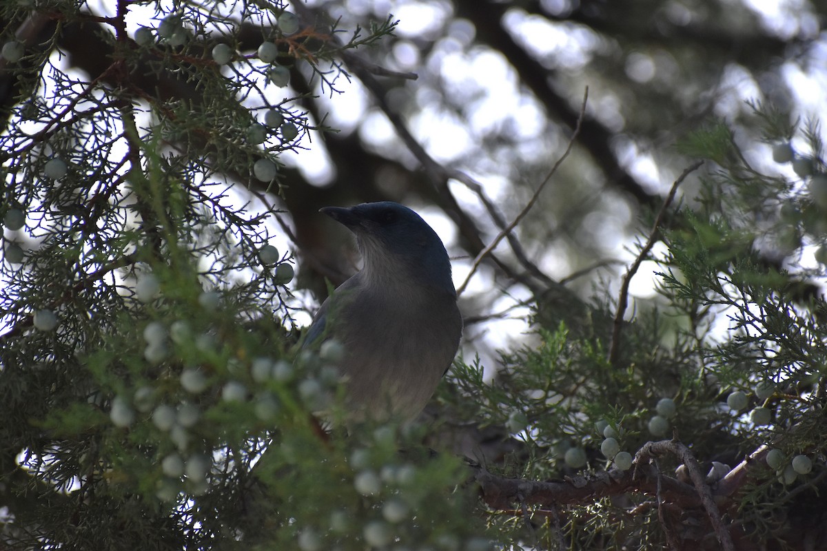 Mexican Jay - ML634961728