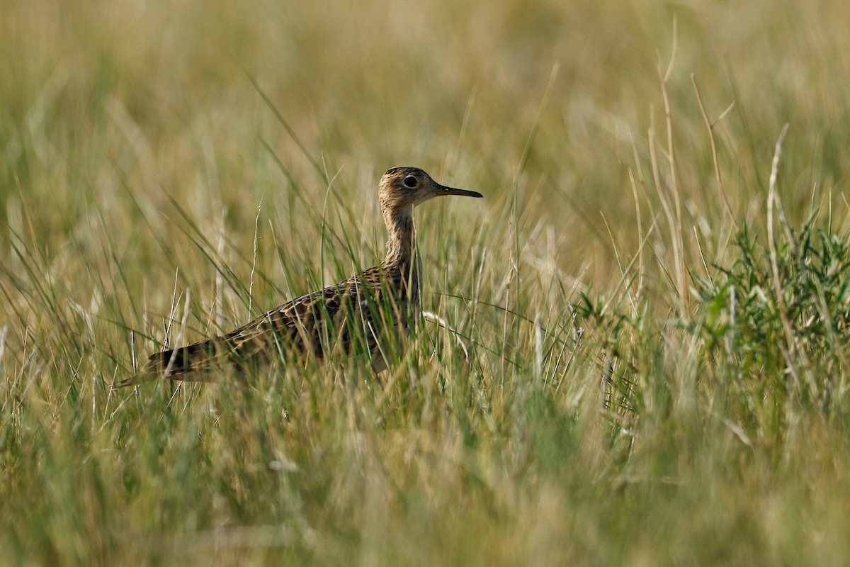Upland Sandpiper - ML634961832