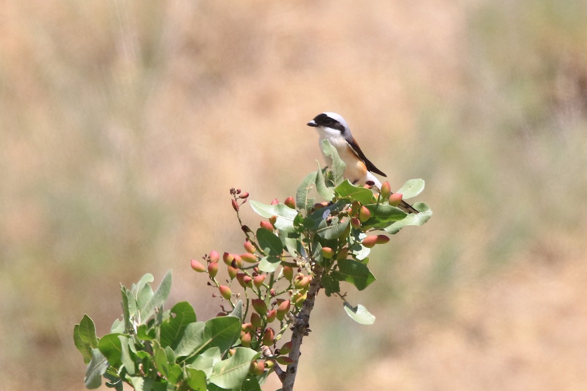 Bay-backed Shrike - ML634961853