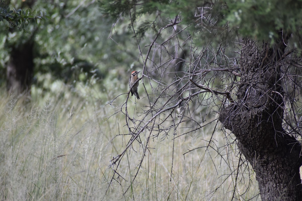 Ladder-backed Woodpecker - ML634961953