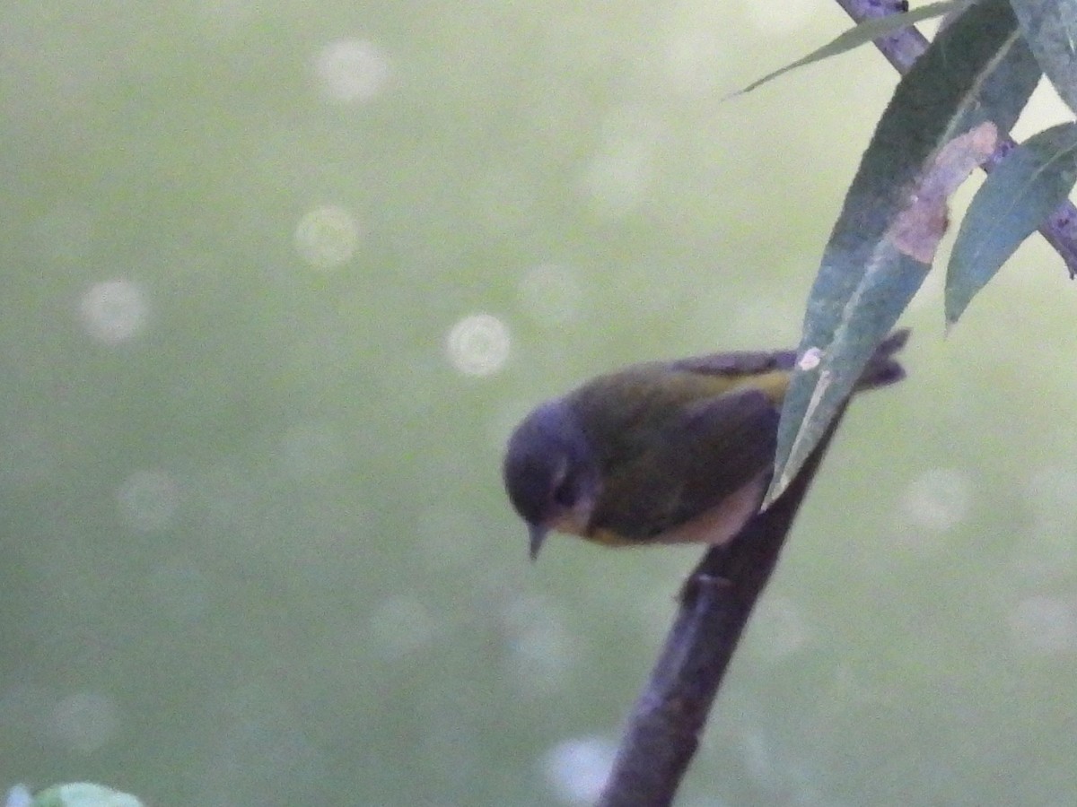 Tennessee Warbler - ML634961965