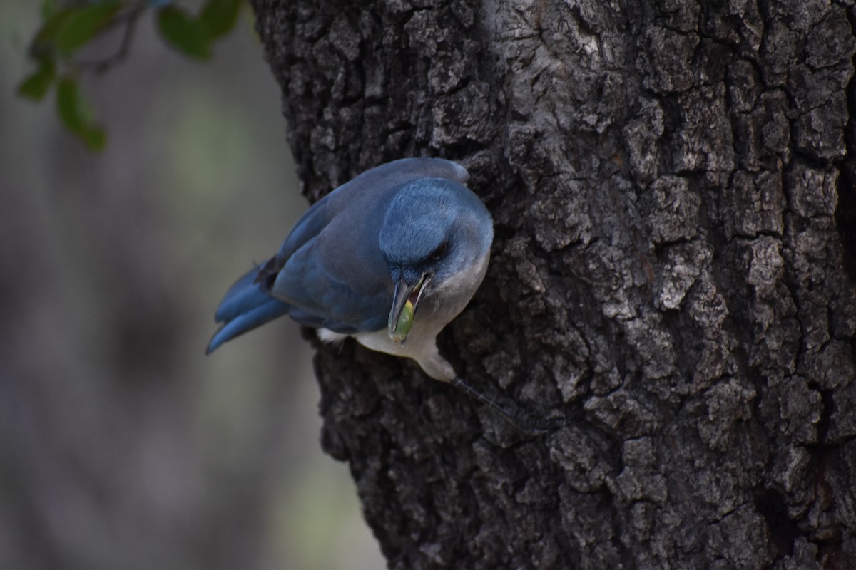 Mexican Jay - ML634962075