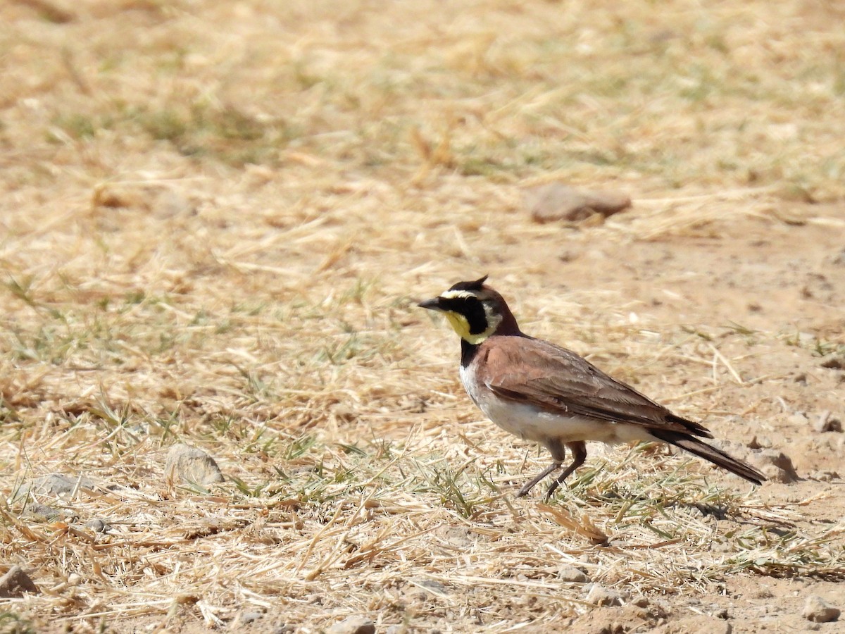 Эвэрт болжмор - ML634962122