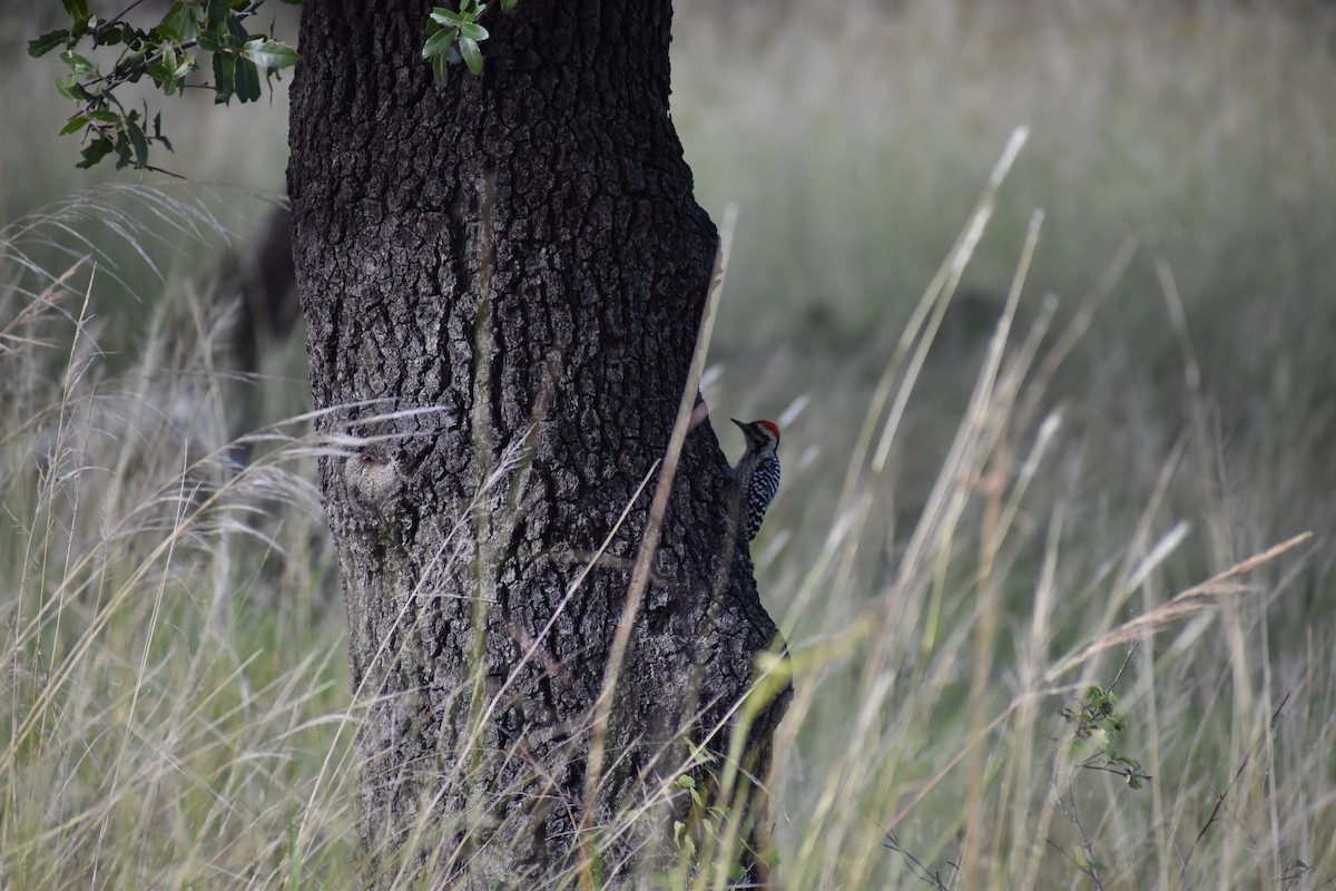 Ladder-backed Woodpecker - ML634962155