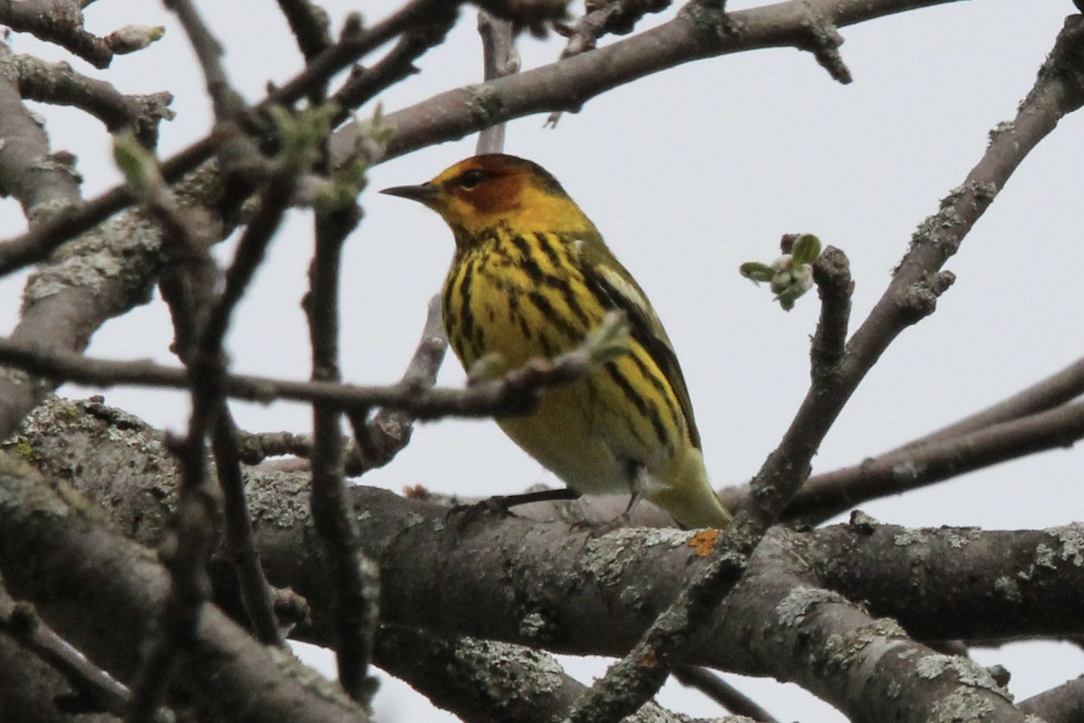 Cape May Warbler - ML634962159