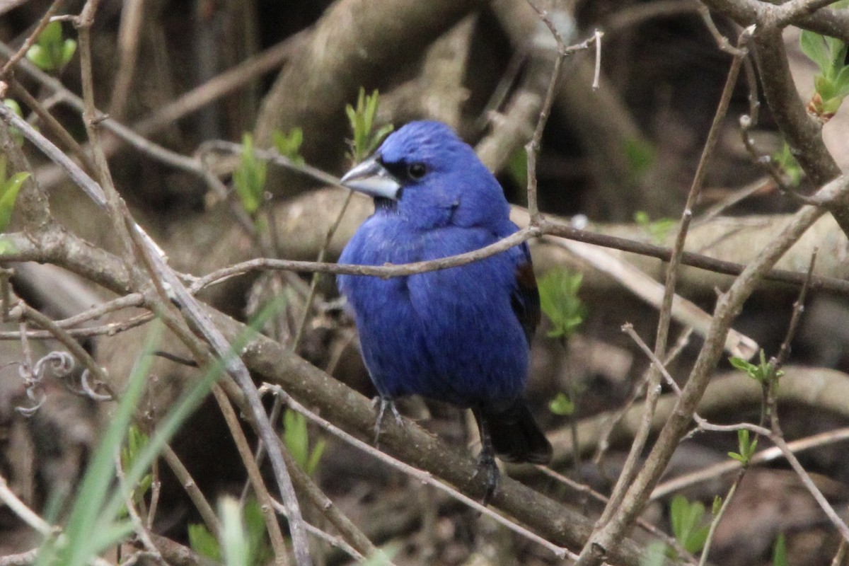Blue Grosbeak - ML634962189