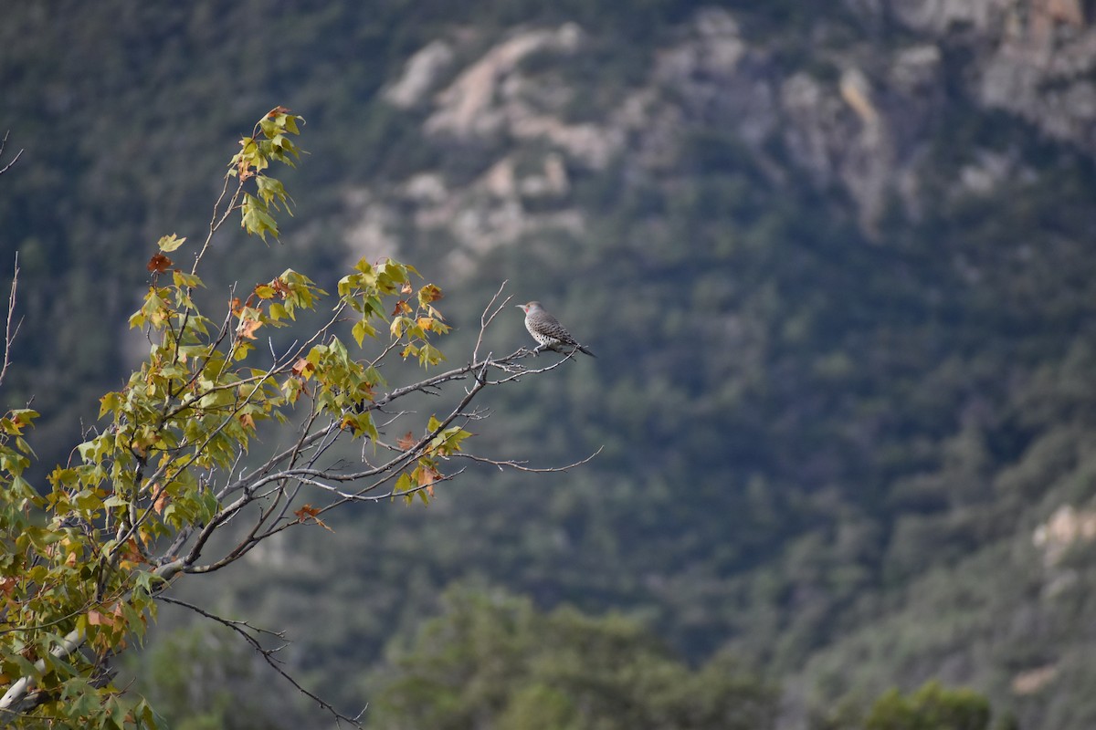 Northern Flicker - ML634962231